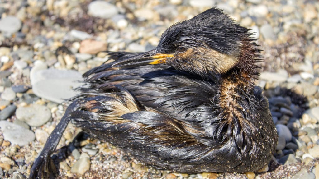 bird with oil in its feathers