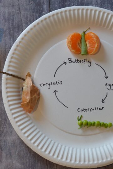 Edible Butterfly Life cycle