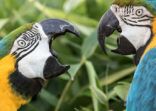 Angry birds. Domestic squabble fight of two Blue-and-gold macaw parrots