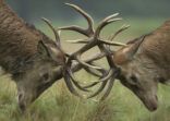 Cervus elaphus, red deer budding antlers