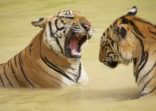 Adult Indochinese tigers fight in the water.