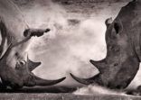fight, a confrontation between two white rhino