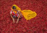 Young Indian woman sorting red chilli peppers, Jodhpur, India