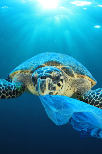 Turtle with a plastic bag in its mouth